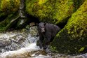 066 Anan Creek, zwarte beer